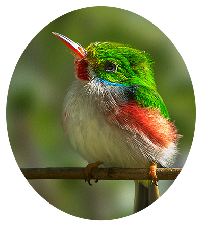 Cuban Tody