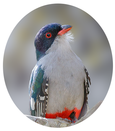 Cuban Trogon