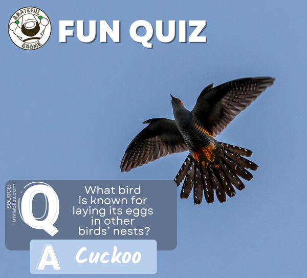 Fun Quiz