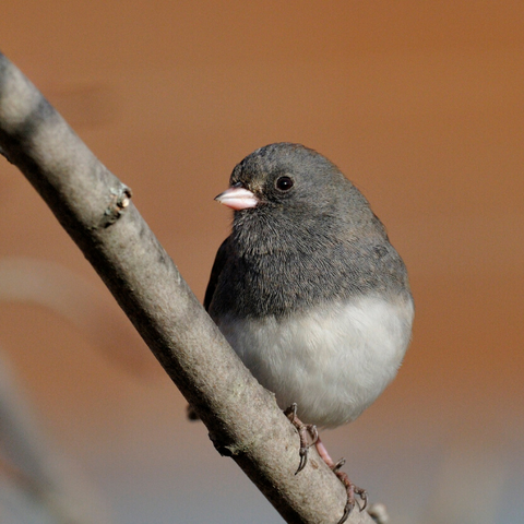 Dark-eyed Junco 