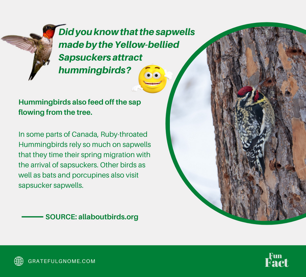 hummingbird-fun-fact