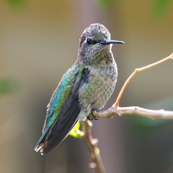 Discovering the Marvels of Hummingbirds - Top 20 Fun Trivia about These Tiny Wonders