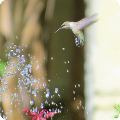 Do Hummingbirds Drink Water