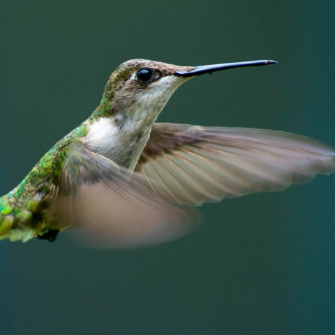 Do all hummingbirds migrate