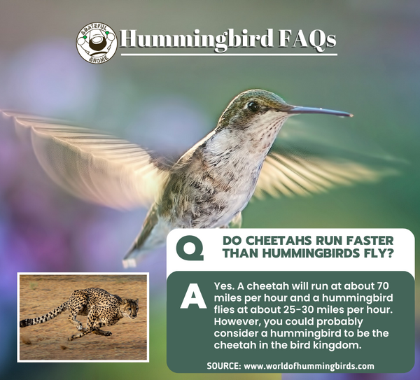 Hummingbird FAQs