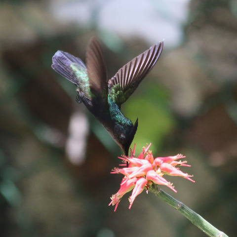 Do hummingbirds have a good sense of smell