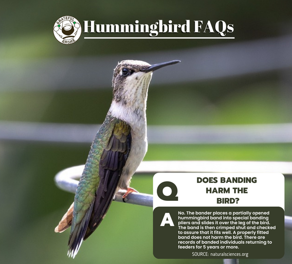 Hummingbird FAQs