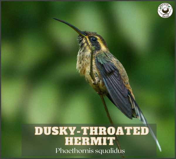 Dusky-throated Hermit 