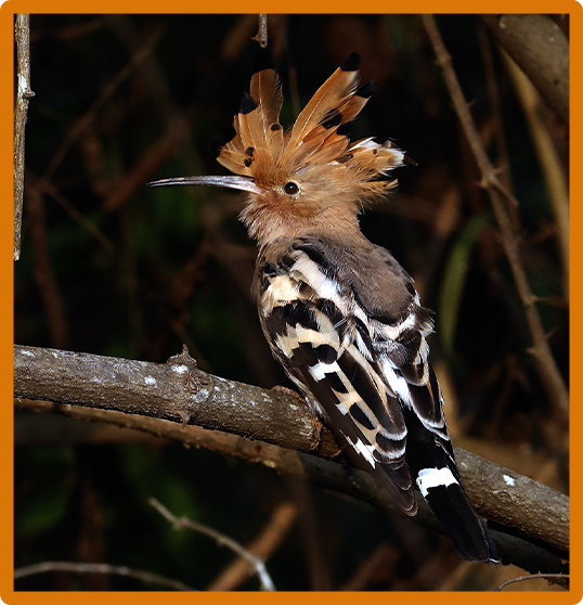 Eurasian Hoopoe 