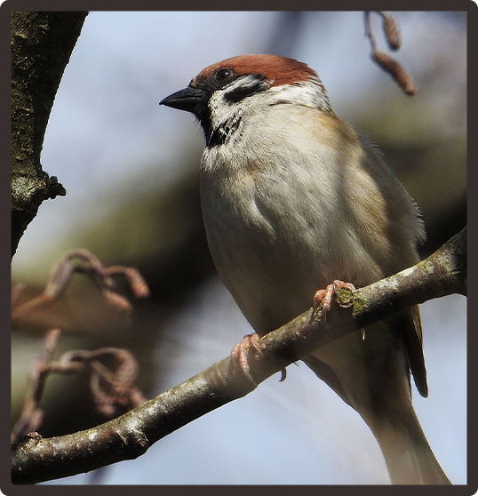 Eurasian Tree Sparrow 