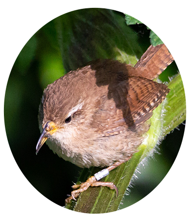 Eurasian Wren