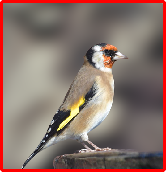 European Goldfinch 