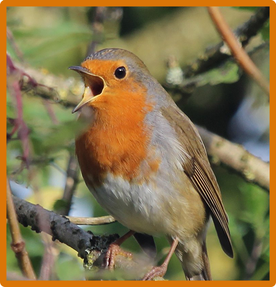 European Robin 