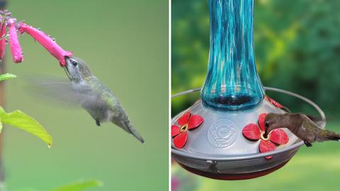 Everything You Need To Know About Homemade Hummingbird Nectar