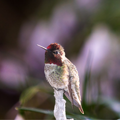 Everything You Need To Know About Homemade Hummingbird Nectar