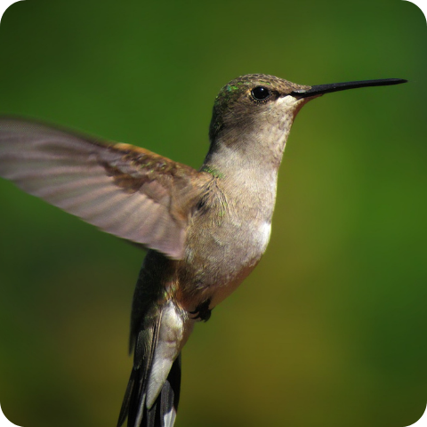 Facts About Hummingbirds You Never Knew