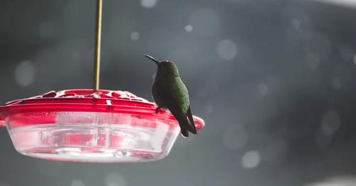 Feeding Hummingbirds in Winter - Everything you need to know