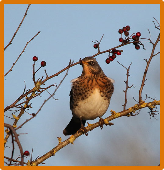 Fieldfare