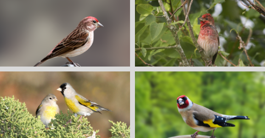 Finches Seen In North America