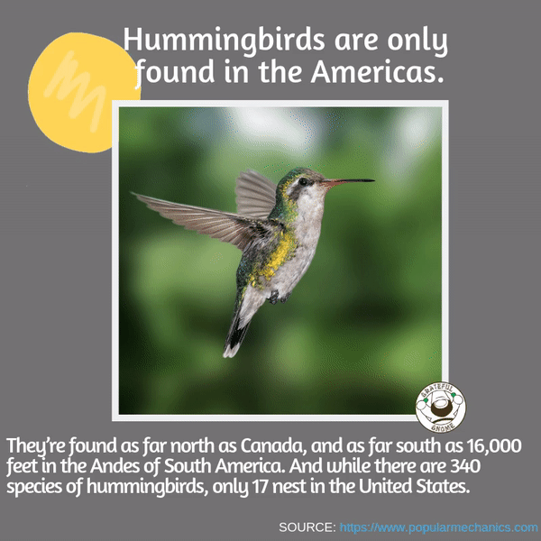 Incredible Hummingbird Fact