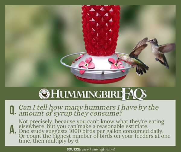 hummingbird faqs