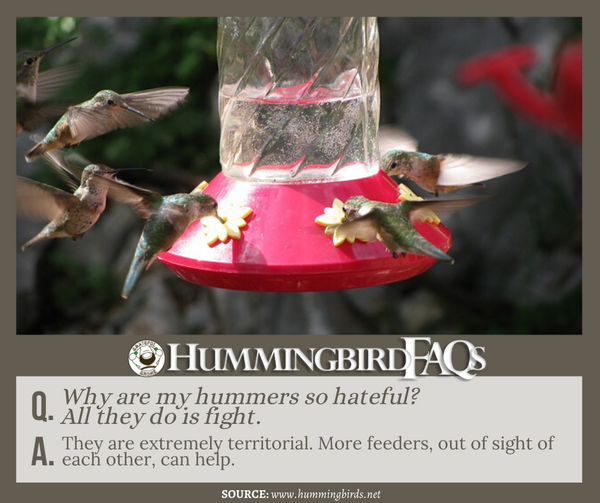 hummingbird faqs