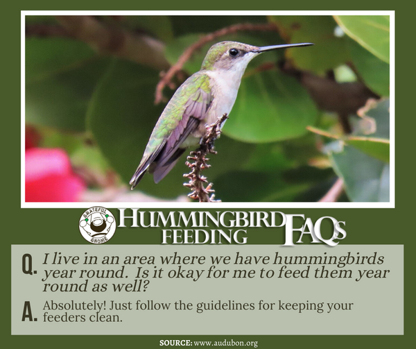 hummingbird-feeding-faqs