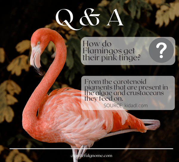 Bird Q & A