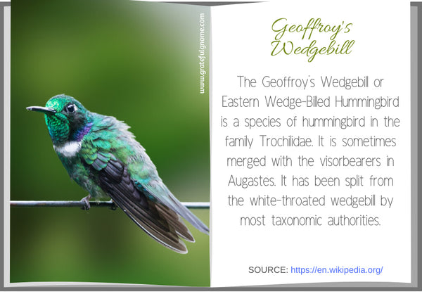 Geoffroy's Wedgebill