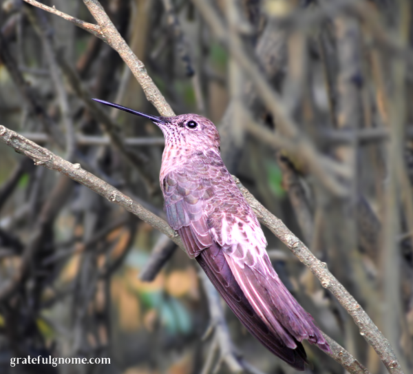 species-spotlight-giant-hummingbird