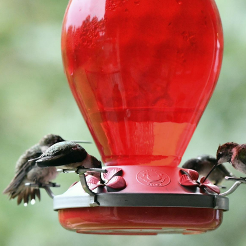 Glass or Plastic? Which is Better for Hummingbird Feeders?