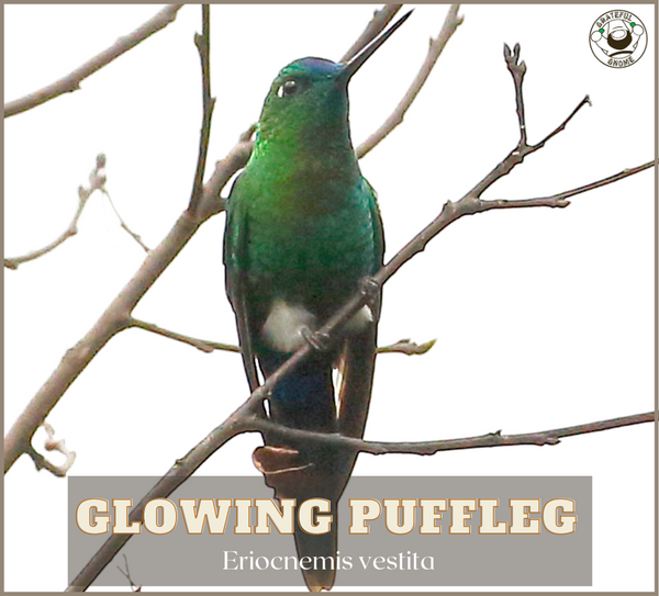 Glowing Puffleg