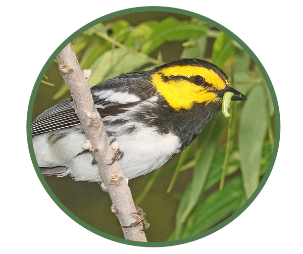 Golden-cheeked Warbler