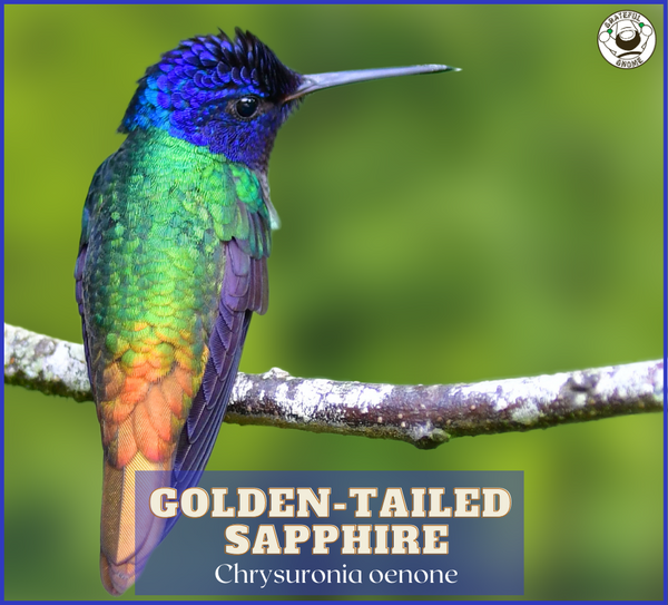 Golden-tailed Sapphire