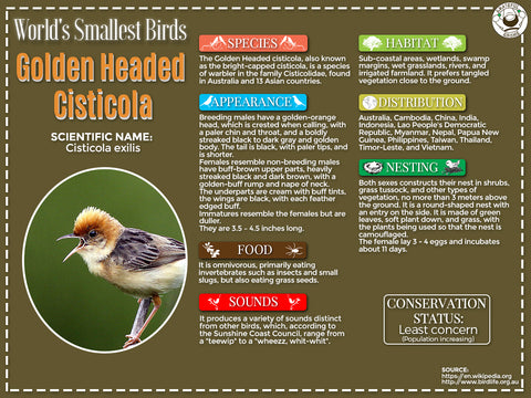 Golden Headed cisticola infographic
