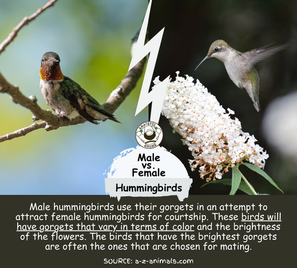 Male vs. Female Hummingbirds
