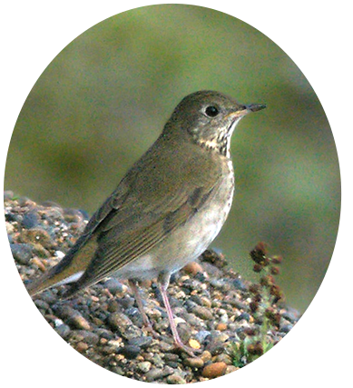 Gray-cheeked Thrush