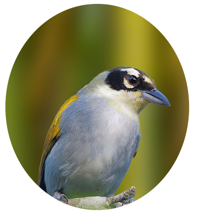 Gray-crowned Palm-tanager
