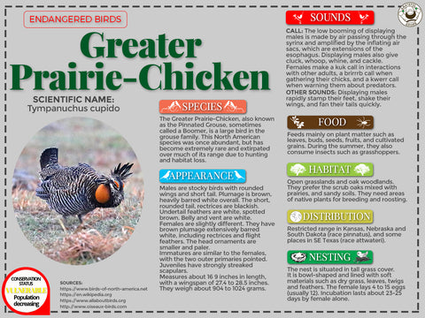 Greater Prairie-Chicken infographic