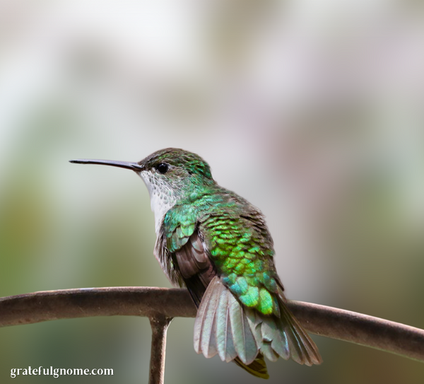 species-spotlight-green-and-white-hummingbird