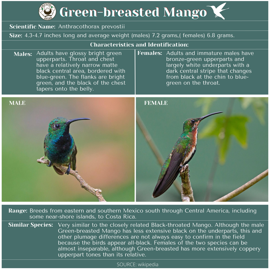 Green-breasted Mango Hummingbird