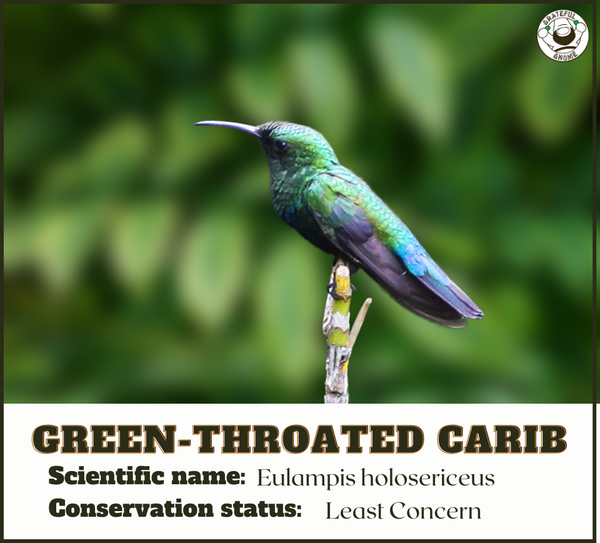 Green-throated Carib