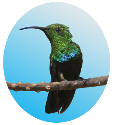 Green-throated Carib