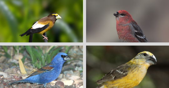 Grosbeaks Seen In North America