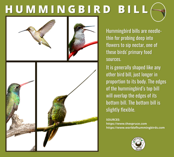 hummingbird-bill-hummingbird-anatomy