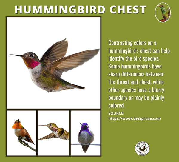 hummingbird-chest-hummingbird-anatomy