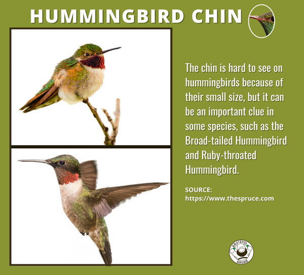 hummingbird-chin-hummingbird-anatomy