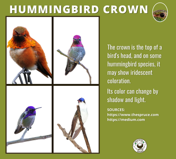 hummingbird-crown-hummingbird-anatomy