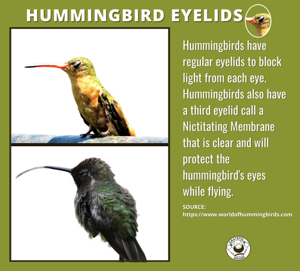 hummingbird-eyelids