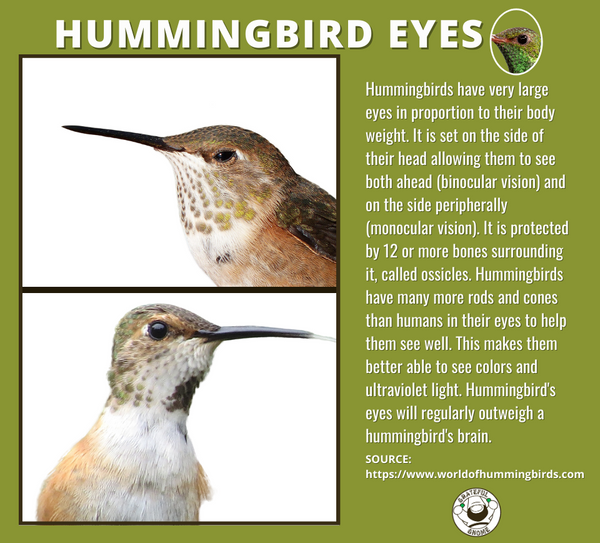 hummingbird-eyes-hummingbird-anatomy